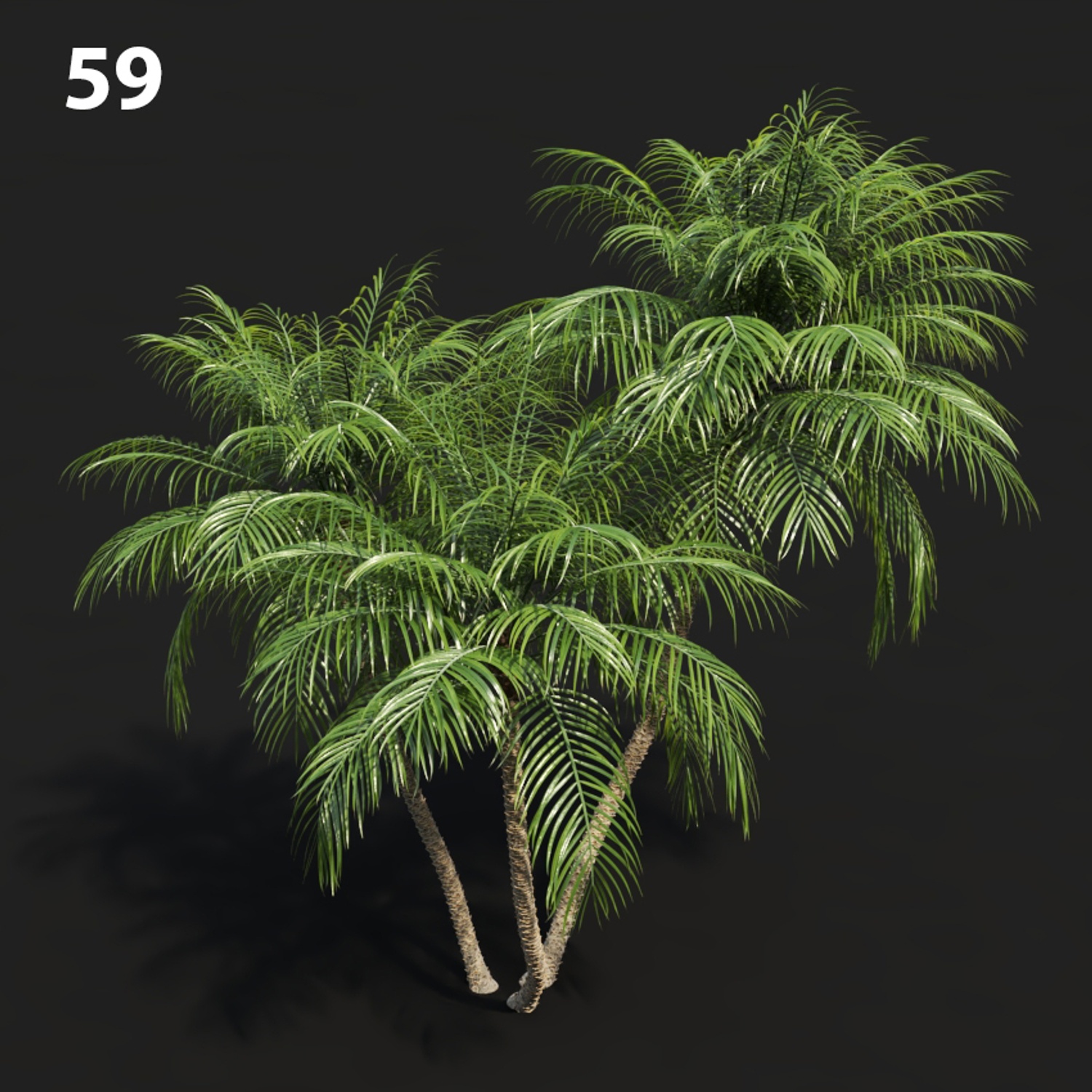 MTV75 Palm Tree Model