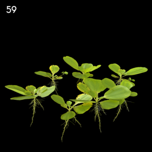 Pistia Stratiotes Proxy Model