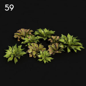 Rhodo Plant Proxy Model for SketchUp