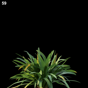 Hymenocallis Littoralis Proxy Model