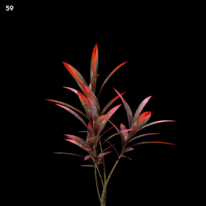 Cordyline Plant Proxy Model