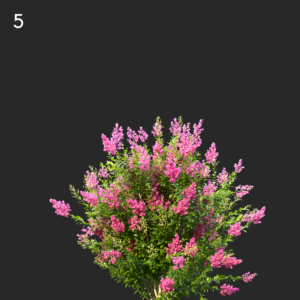 Myrtle Flower Proxy Model