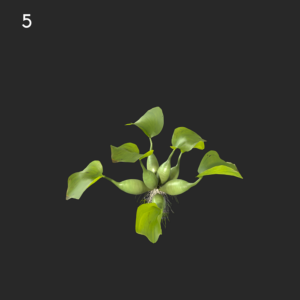 Eichhornia Crassipes Proxy Model