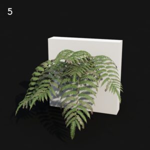 Cibotium Proxy Model