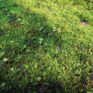 Shella Grass Cluster