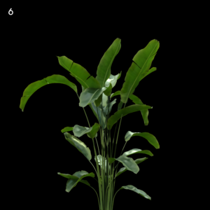 Strelitzia Reginae Proxy Model for SketchUp with V-Ray