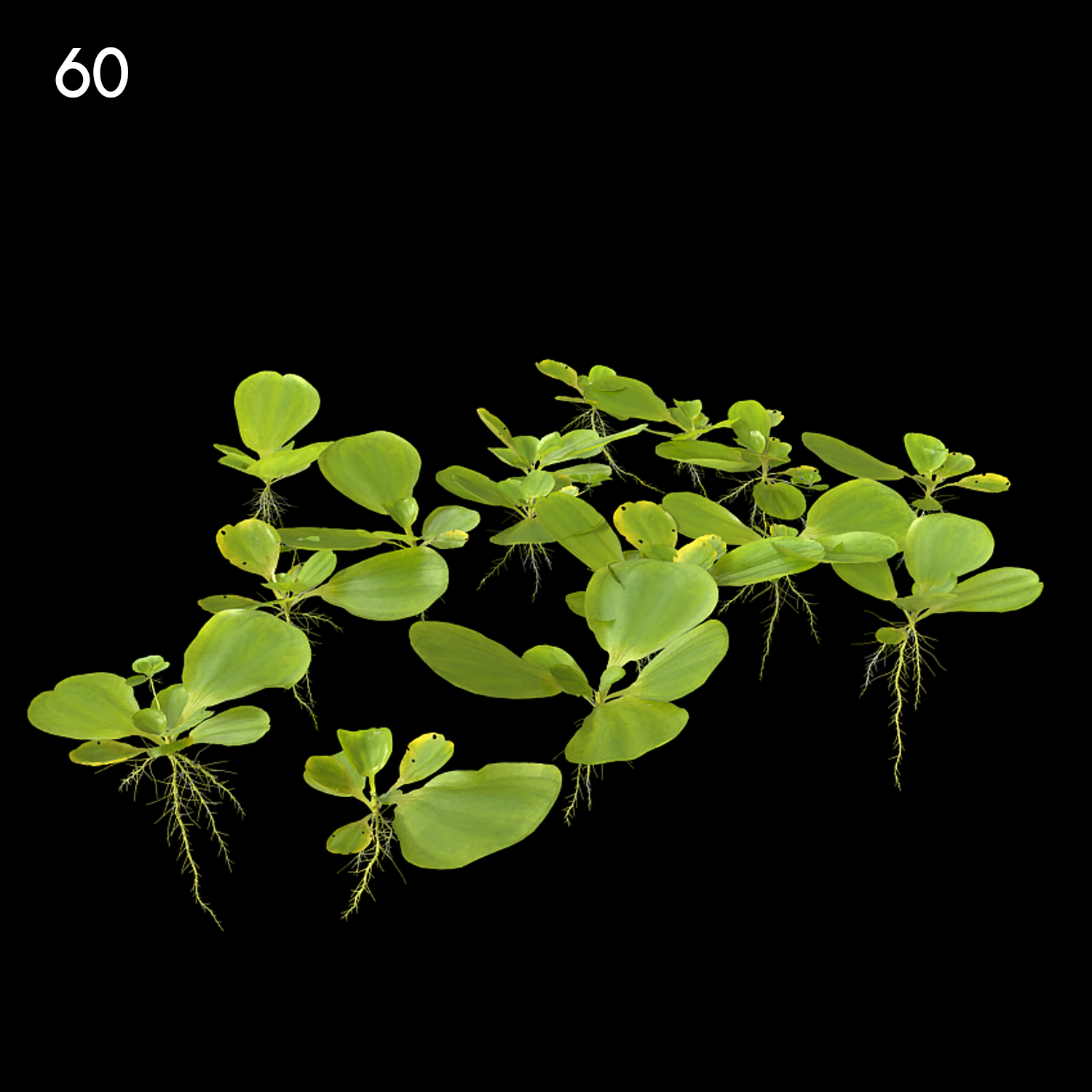 Pistia Stratiotes Proxy Model for SketchUp with V-Ray