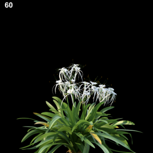 Hymenocallis Littoralis Proxy Model for SketchUp