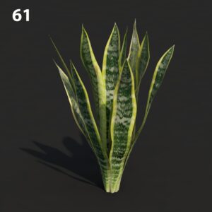 Sansevieria Plant Proxy Model for SketchUp with V-Ray
