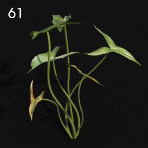 Sagit Plant Proxy Model for SketchUp