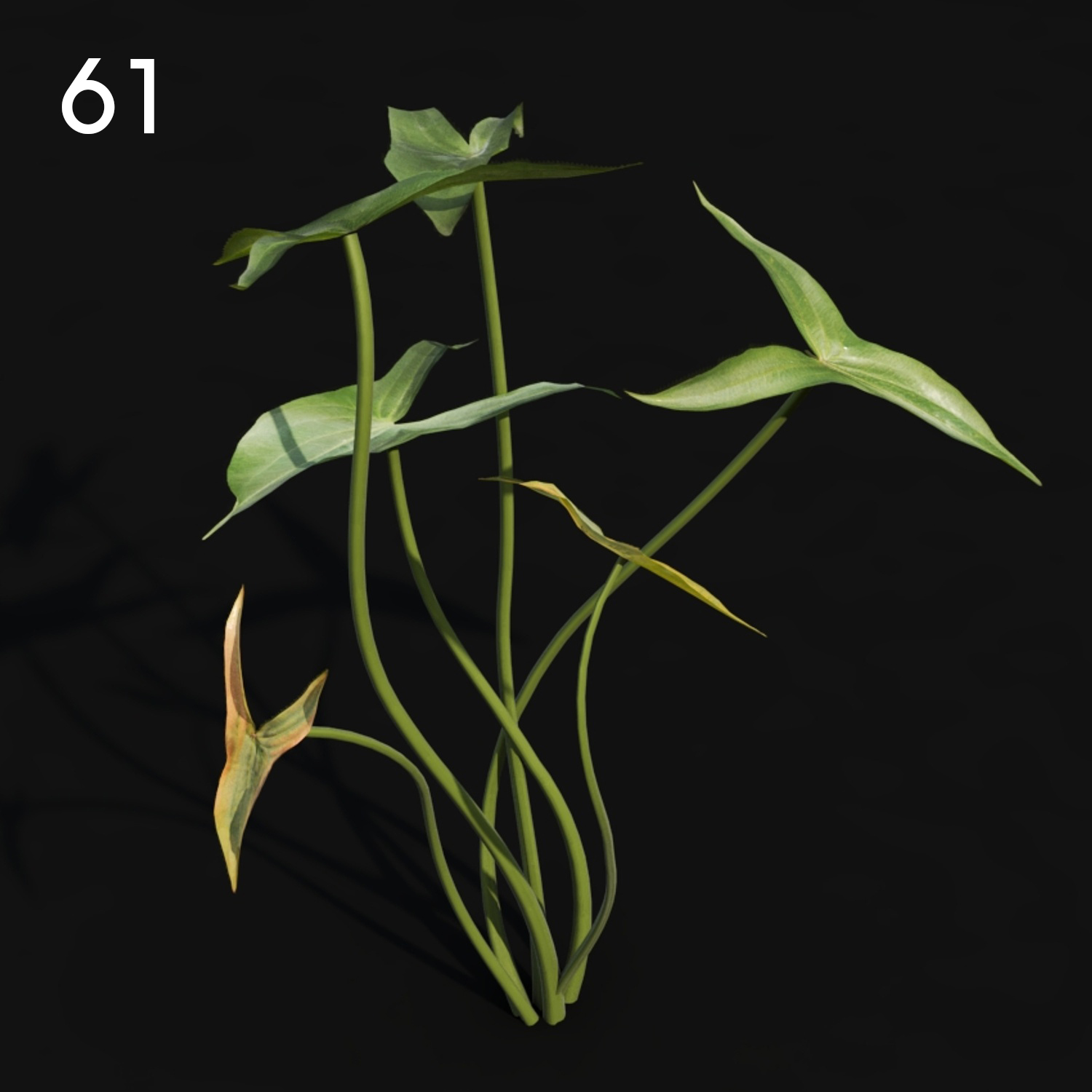 Sagit Plant Proxy Model for SketchUp