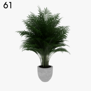 Palm Plant Proxy Model