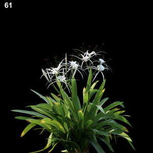 Hymenocallis Littoralis Proxy Model