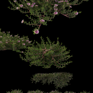 Aussie Rambler Plant Model