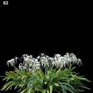 Hymenocallis Littoralis 3D Proxy Model for SketchUp