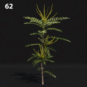 Mahogany Tree Proxy Model