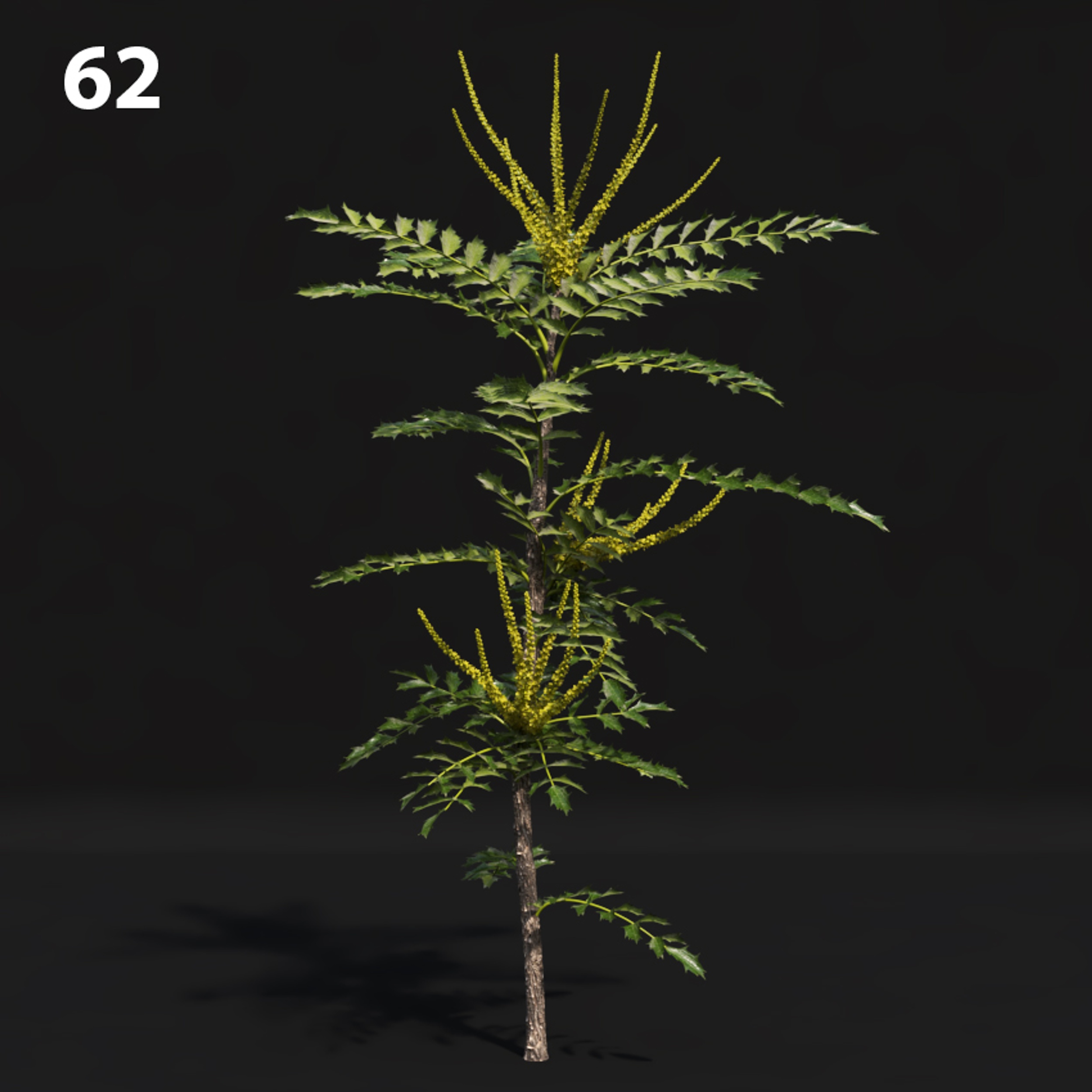 Mahogany Tree Proxy Model