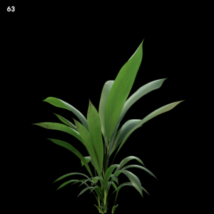 Curculigo capitulata Plant Proxy Model