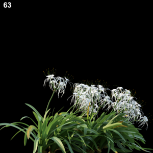 Hymenocallis Littoralis Proxy Model for SketchUp with V-Ray