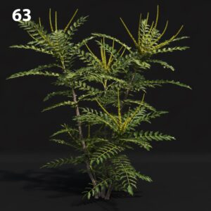 Mahogany Plant Proxy Model for SketchUp with V-Ray