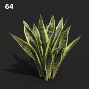 MTV75 Sansevieria Plant Model