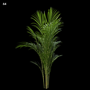 Dypsis Lutescens Palm Tree Proxy Model