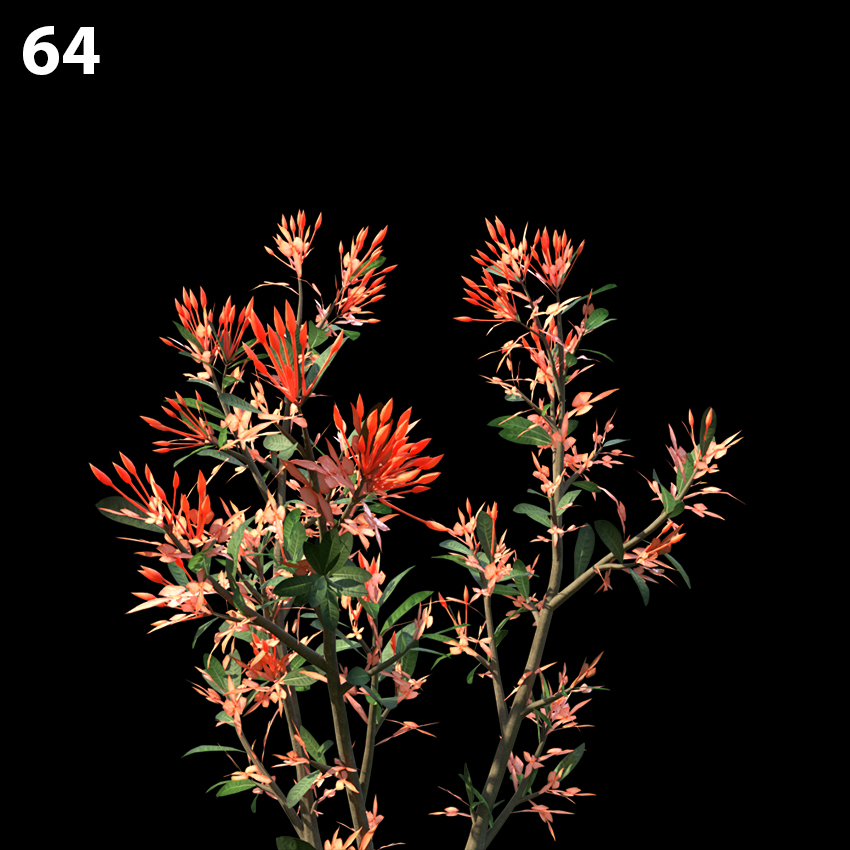 Ixoracoral Malay Plant Model