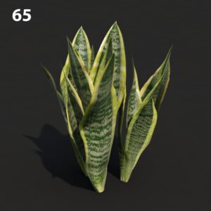 MTV75 Sansevieria Plant Model