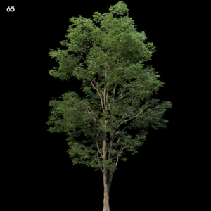 Realistic Tree Proxy Model for SketchUp with V-Ray