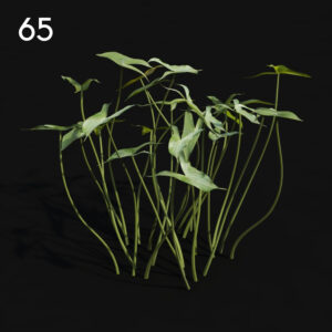 Sagittaria Proxy Model for SketchUp with V-Ray