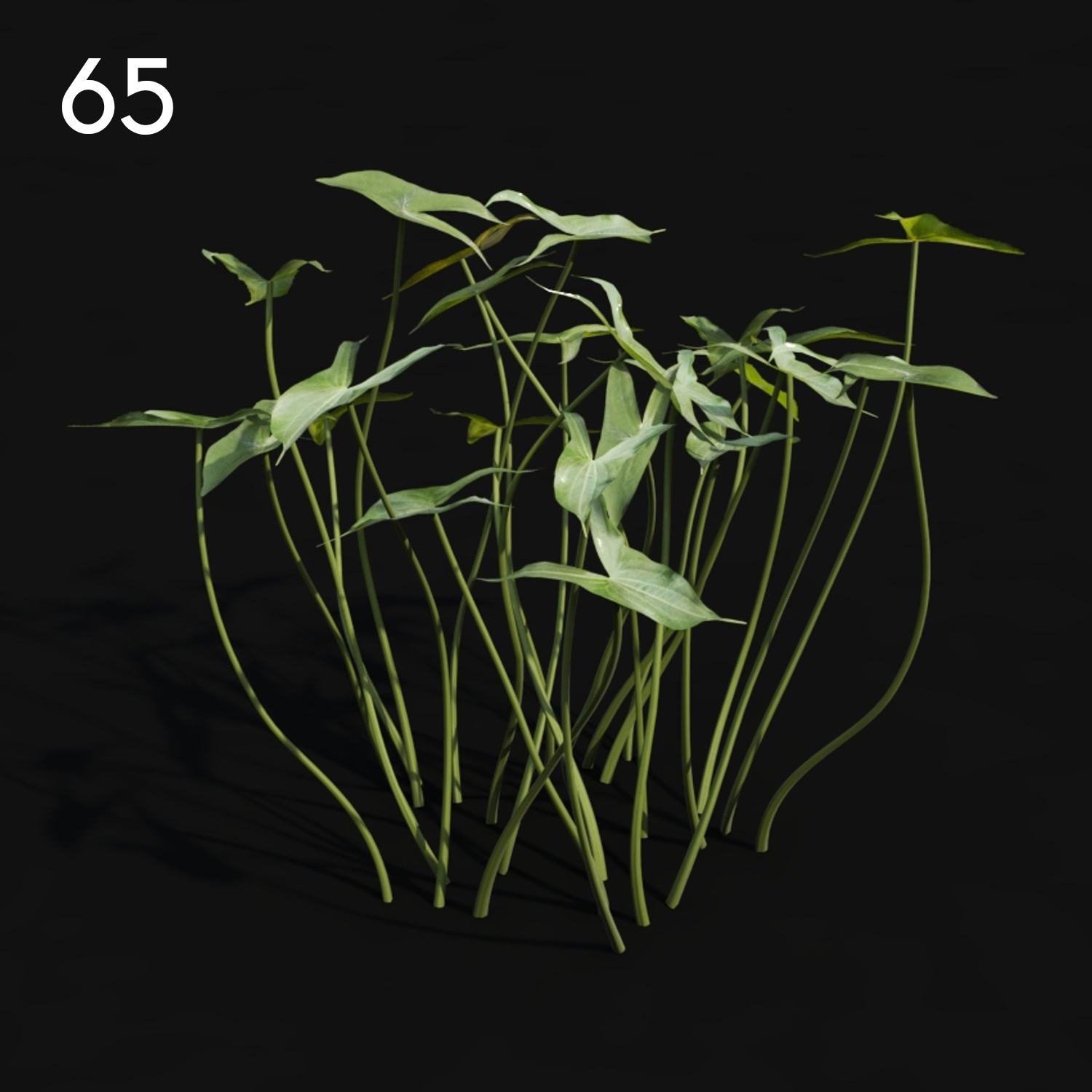 Sagittaria Proxy Model for SketchUp with V-Ray