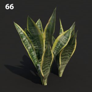 Sansevieria Plant Model for SketchUp