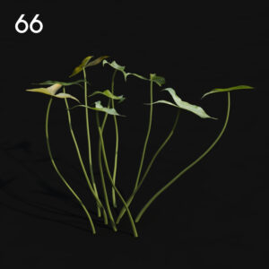 Sagit Plant Proxy Model