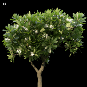 Plumeria Obtusa Model for SketchUp