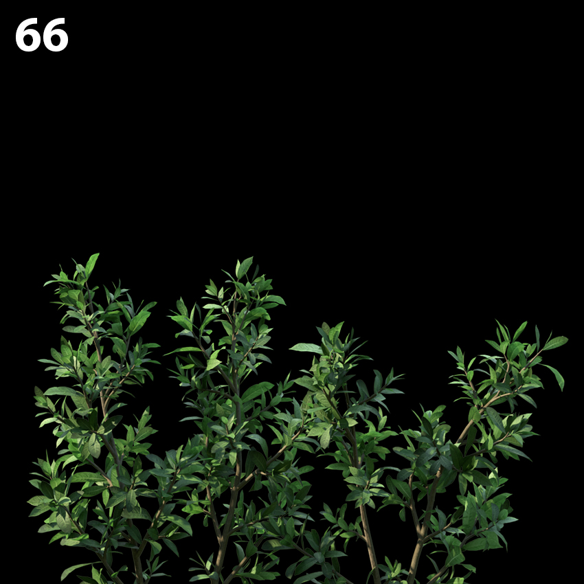 Ixoracoral Malay Proxy Model