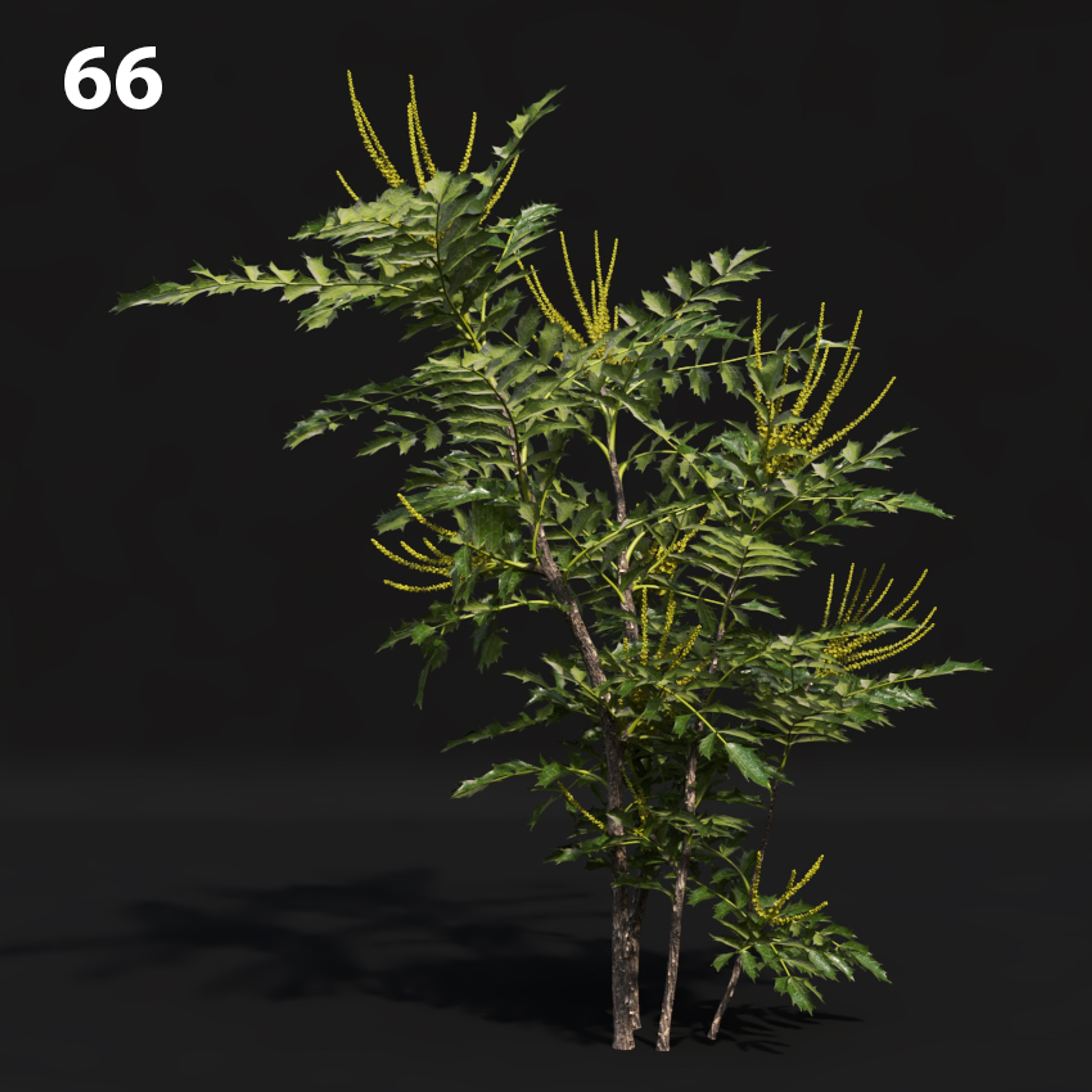 Mahogany Tree Proxy Model for SketchUp with V-Ray