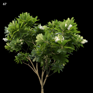 Plumeria Obtusa Proxy Model for SketchUp with V-Ray