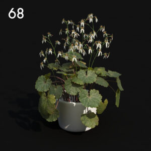 Saxifra Plant Model
