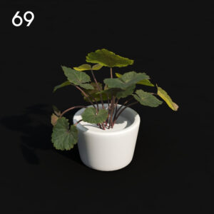 Saxifrage Plant Proxy Model for SketchUp