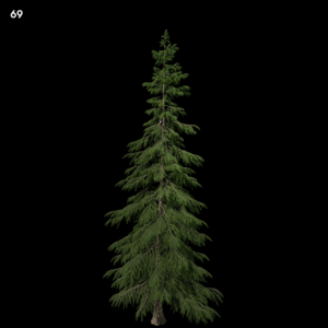 Pine Tree Proxy Model for SketchUp with V-Ray