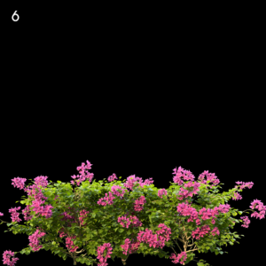 Bougainvillea Glabra