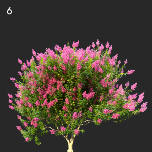 Myrtle Tree Proxy Model
