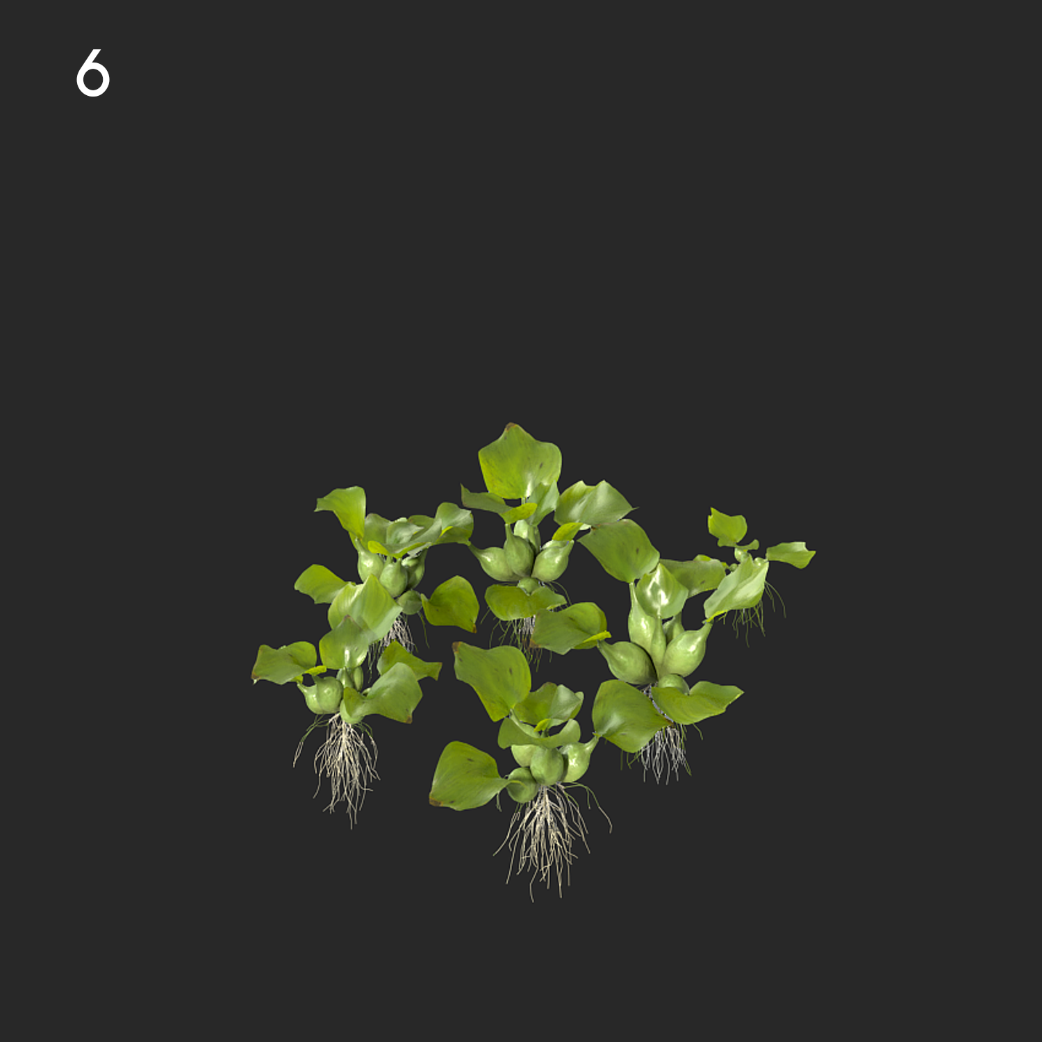 Eichhornia Crassipes Proxy Model