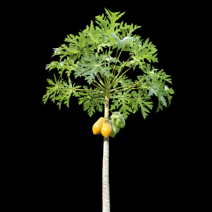 Papaya Tree Proxy Model for SketchUp