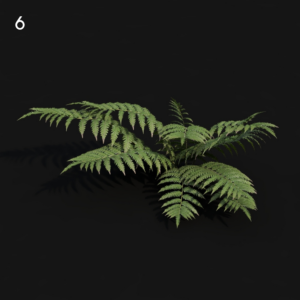 Cibotium Proxy Model for SketchUp with V-Ray