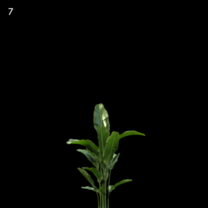 Strelitzia Reginae Plant Proxy Model