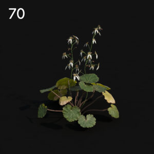 Saxifra Plant Proxy Model for SketchUp