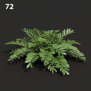 MTV75 Zamia Plant Model