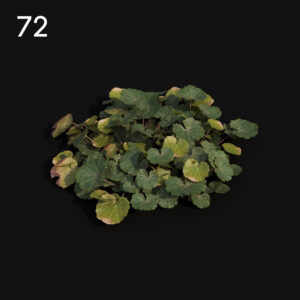 Saxifra Plant Proxy Model