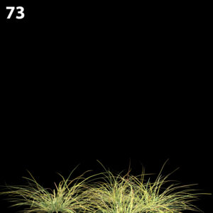 Lomandra Fluviatilis Proxy Model for SketchUp with V-Ray